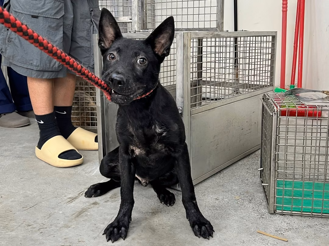 Black young male mixed-breed dog, Medium, shelter no. …2907