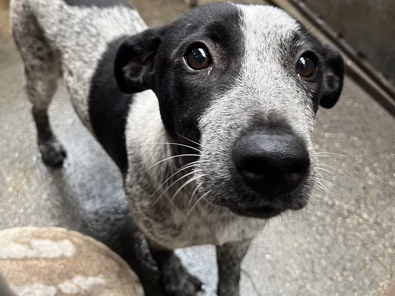 Black-and-white adult female mixed-breed dog, Medium, shelter no. …1001