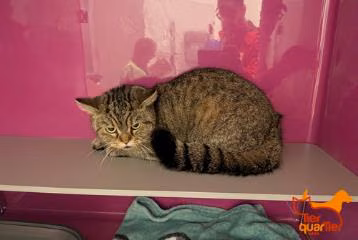 Brown tabby adult female European Shorthair, shelter no. …4427