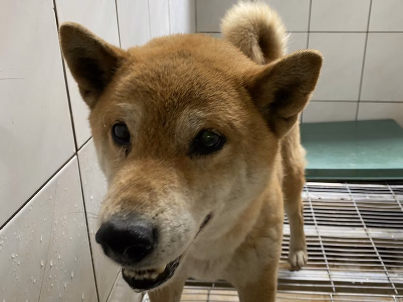 Tan adult male mixed-breed dog, Medium, shelter no. …7-03