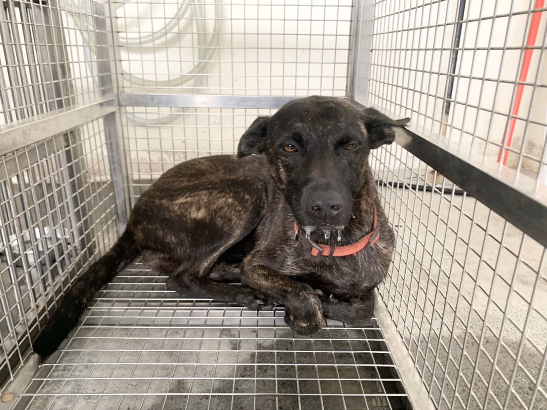 Tabby adult female mixed-breed dog, Medium, shelter no. …0108