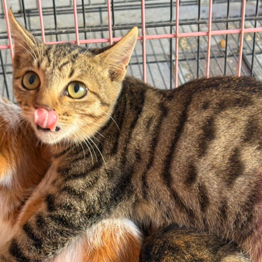 Orange tabby adult female mixed-breed cat, Medium, shelter no. …0003