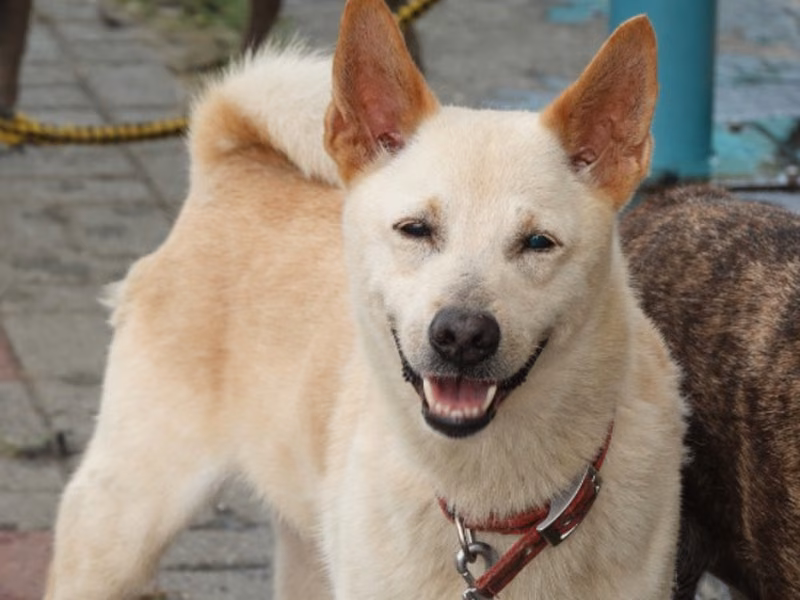 Tan adult male mixed-breed dog, Medium, shelter no. …6-09