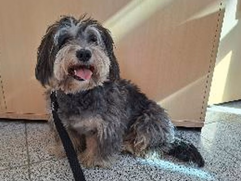 Male Havanese, shelter no. …4185