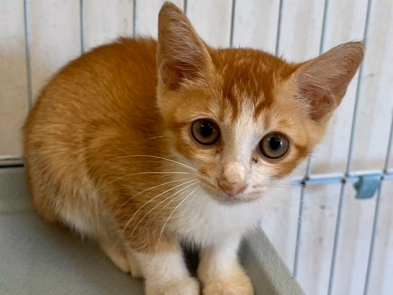 Chatte croisée femelle jeune, Petit, refuge n° …8008