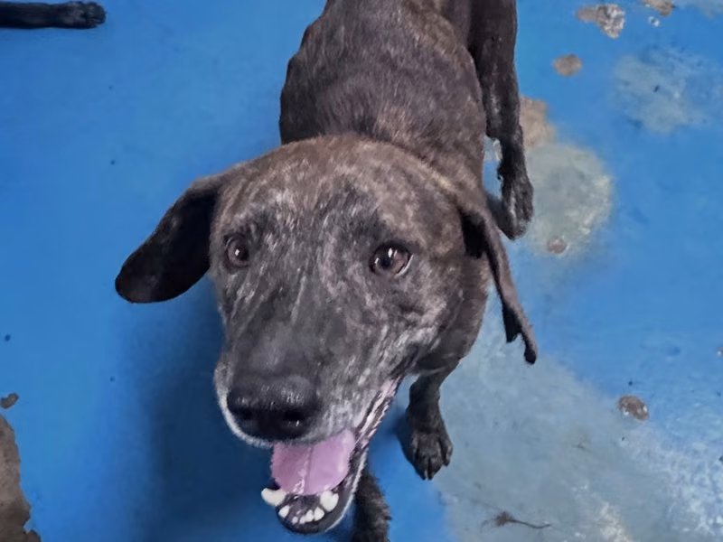 Tabby adult male mixed-breed dog, Large, shelter no. …0003