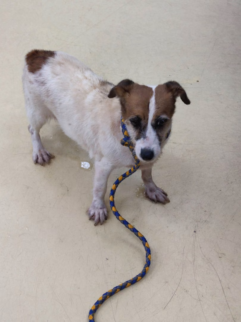 Tan-and-white adult female Jack Russell Terrier, Small, shelter no. …4004