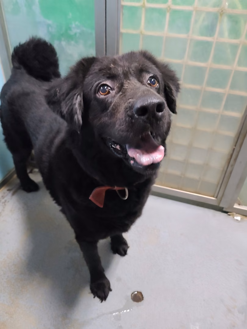 Black adult female mixed-breed dog, Medium, shelter no. …2602