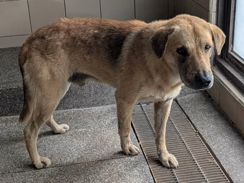 Tan adult male mixed-breed dog, Large, shelter no. …2601