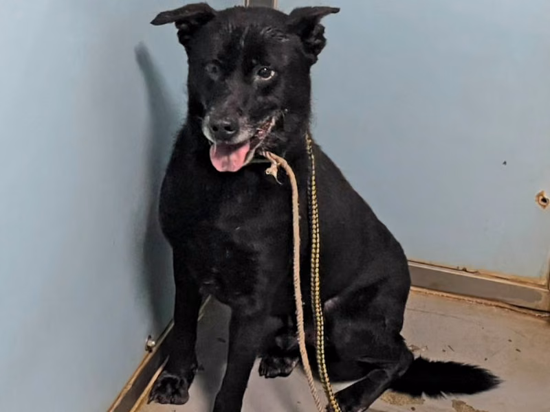 Black adult male mixed-breed dog, Medium, shelter no. …3010