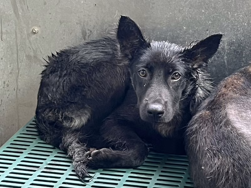 Black adult male mixed-breed dog, Medium, shelter no. …1017