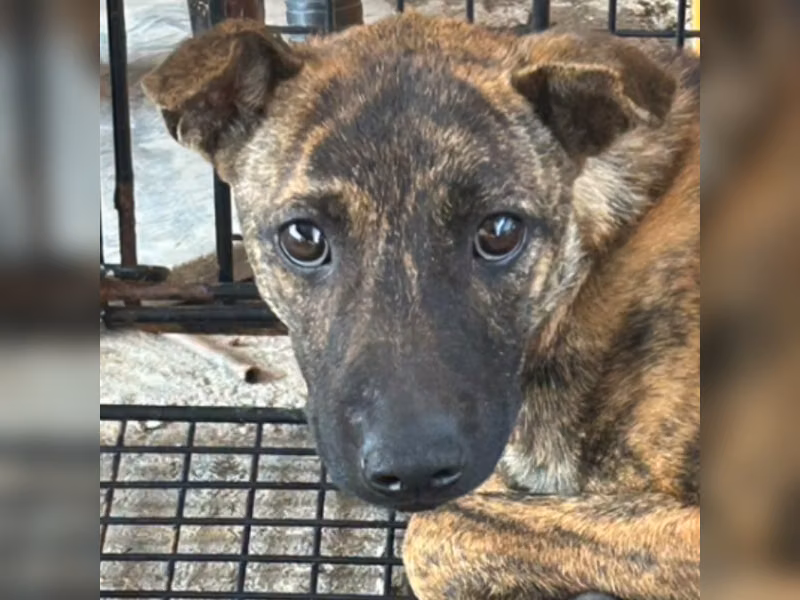 Tabby young male mixed-breed dog, Medium, shelter no. …1005