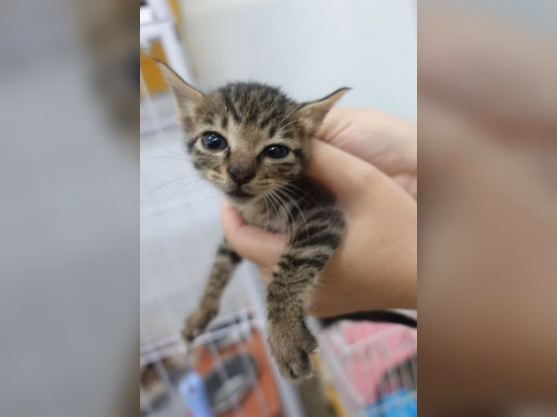 Tabby young female mixed-breed cat, Small, shelter no. …1760