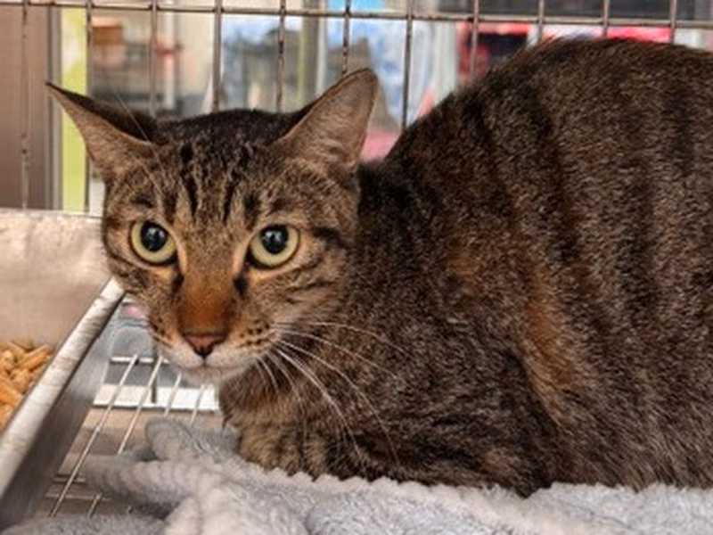 Pusang halo ang lahi (Matanda na, may guhit), Malaki, blg. ng shelter …3001