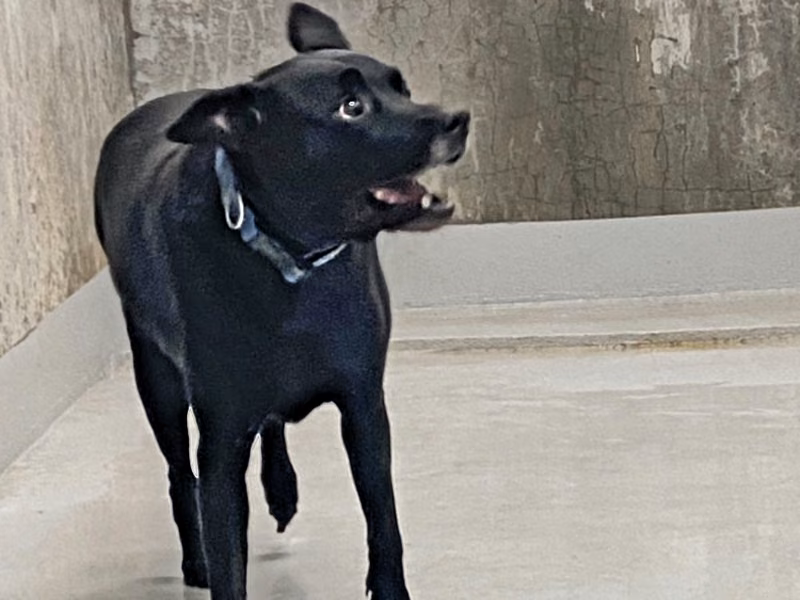 Black adult female mixed-breed dog, Medium, shelter no. …1004