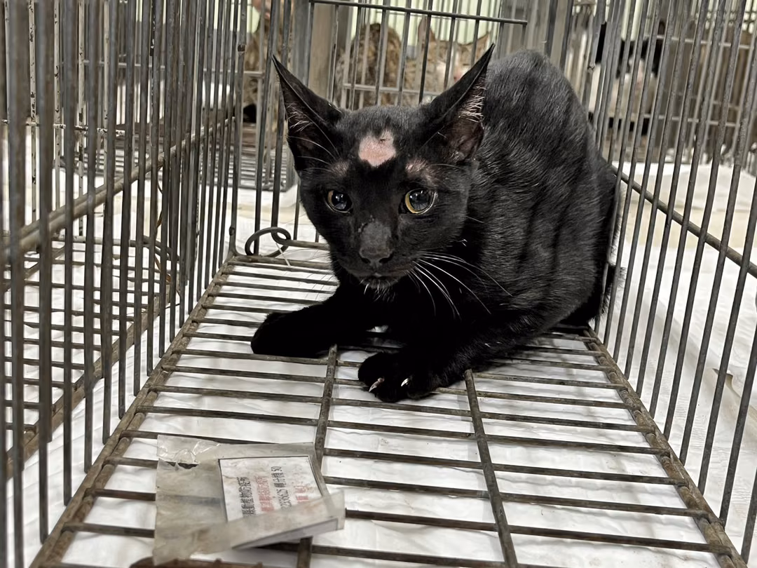 Black adult male mixed-breed cat, Small, shelter no. …2C03