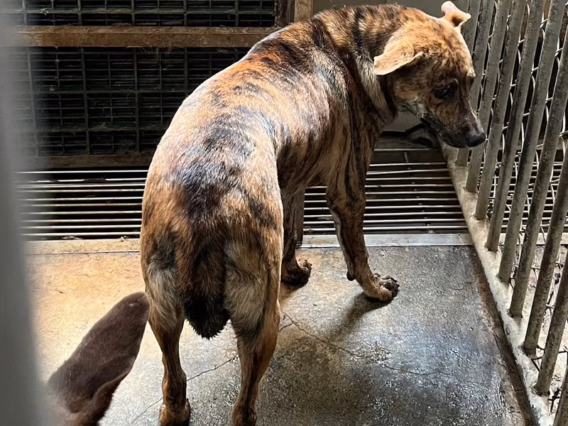 Tabby adult male mixed-breed dog, Medium, shelter no. …4001