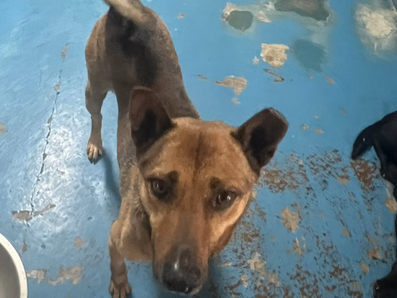 Brown-and-black adult male mixed-breed dog, Large, shelter no. …4021