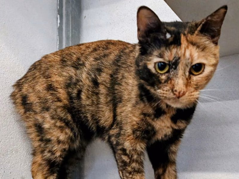 Yuki, Adult · Female · Small · European Shorthair