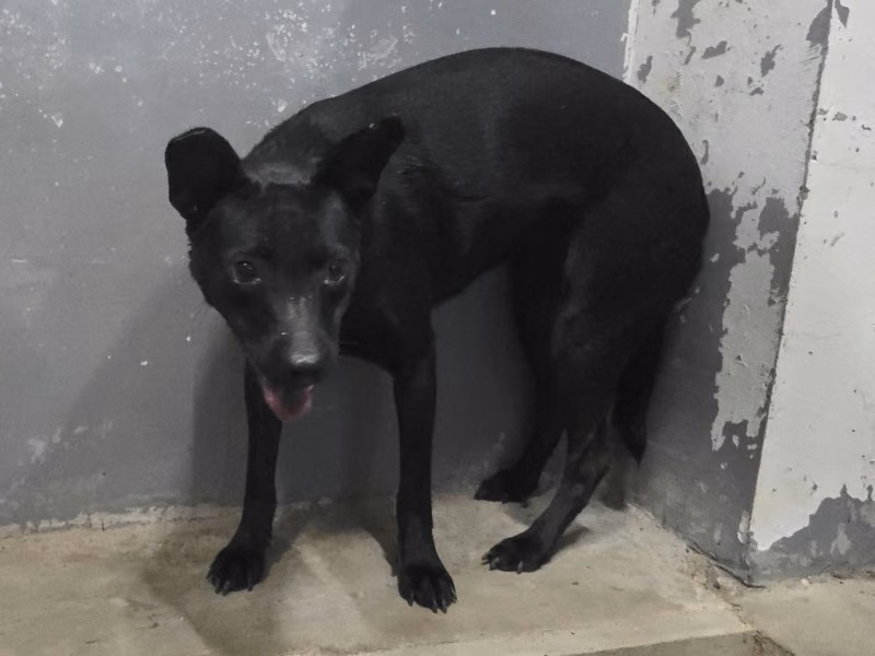 Black adult female mixed-breed dog, Medium, shelter no. …3001