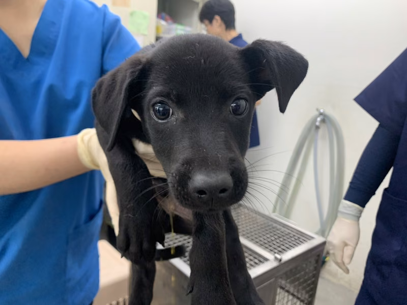 Black young male mixed-breed dog, Small, shelter no. …1103