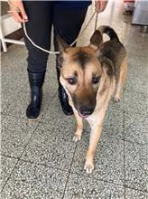 Tabby adult male mixed-breed dog, Medium, shelter no. …1001