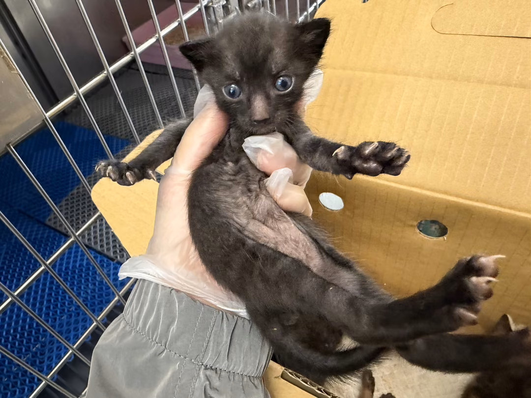 Black tabby young male mixed-breed cat, Small, shelter no. …2005