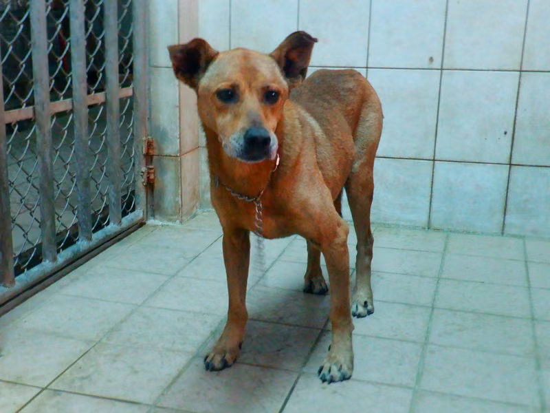 Tan adult male mixed-breed dog, Medium, shelter no. …6861