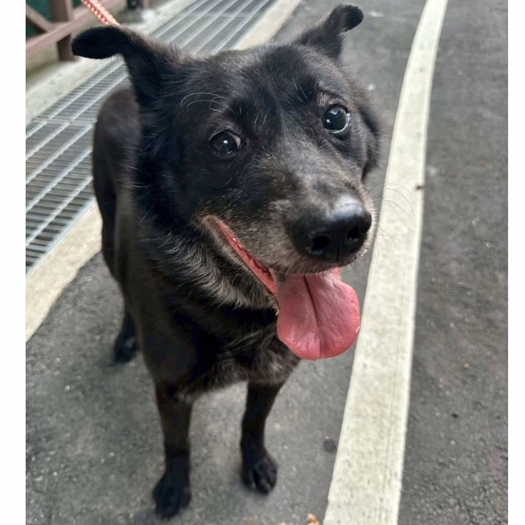 Black adult male mixed-breed dog, Large, shelter no. …1001