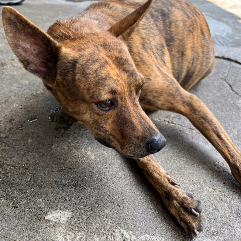 Black-and-tan adult male mixed-breed dog, Large, shelter no. …047D