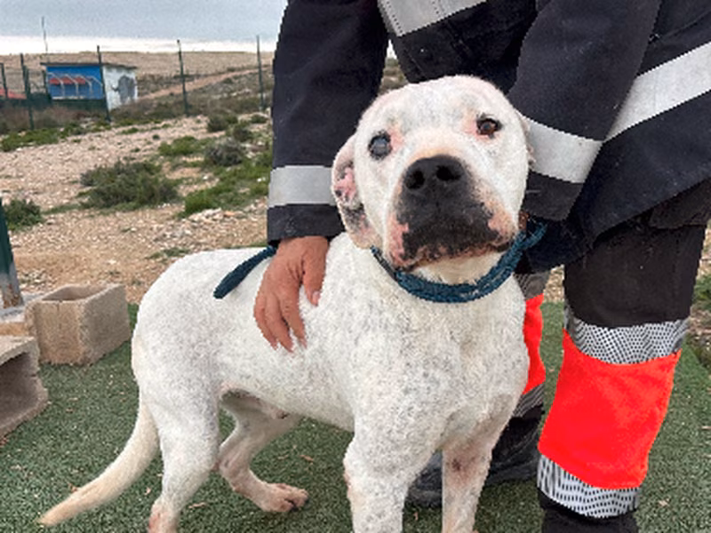 Barri, Senior · Male · Large · Dogo Argentino