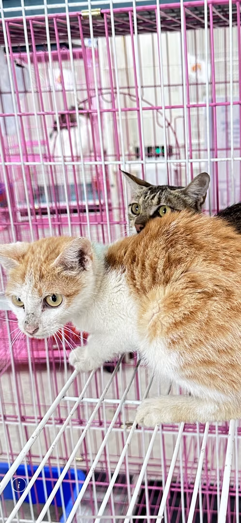 Orange-and-white adult female mixed-breed cat, Large, shelter no. …9007