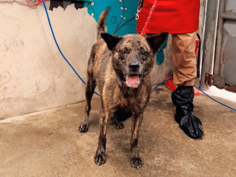 Tabby adult male mixed-breed dog, Medium, shelter no. …8002