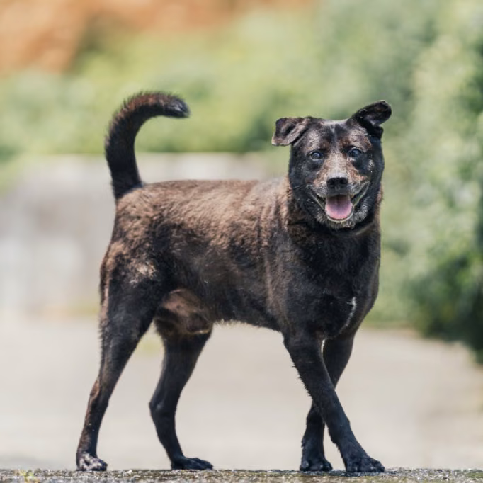 Black adult male mixed-breed dog, Medium, shelter no. …5003