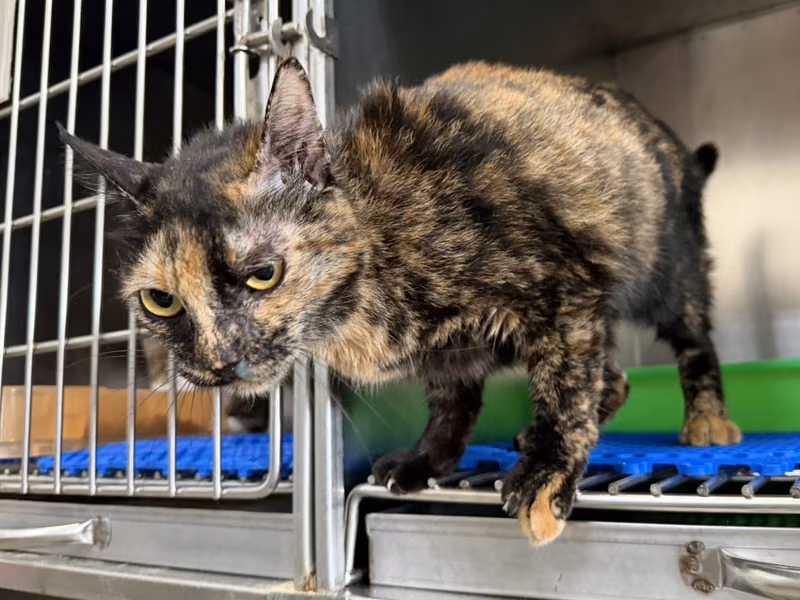 Adult female mixed-breed cat, Large, shelter no. …7005