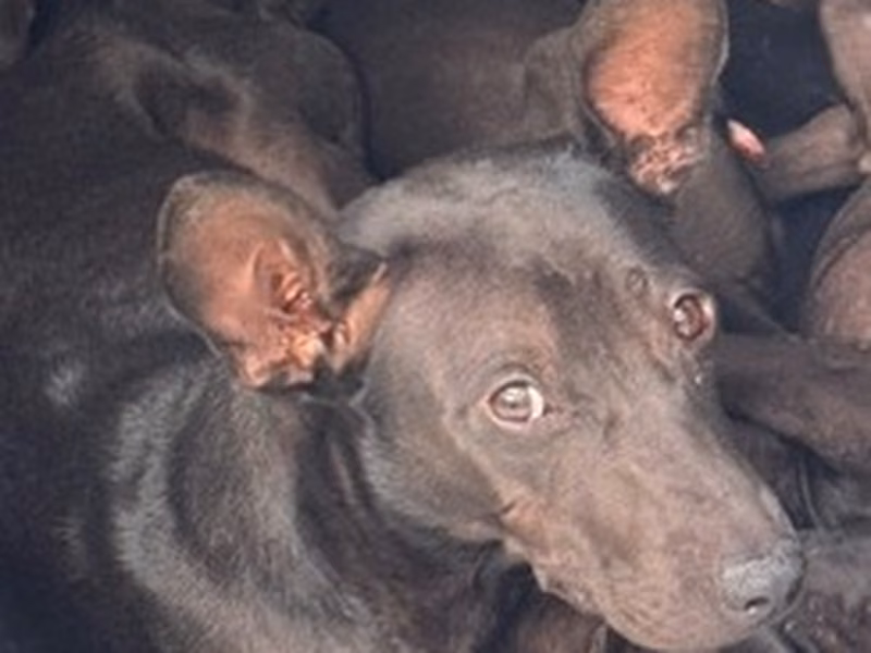 Black adult female mixed-breed dog, Large, shelter no. …4001