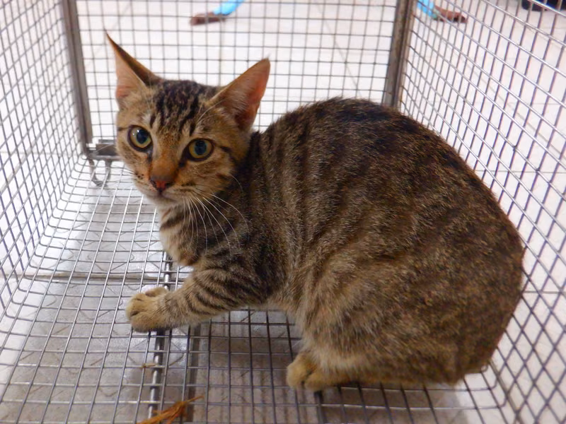 Tabby adult female mixed-breed cat, Small, shelter no. …15C1