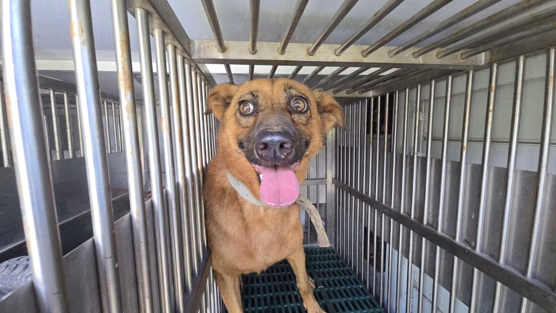 Brown adult male mixed-breed dog, Medium, shelter no. …0003