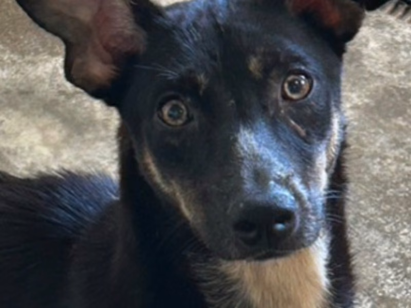 Calico adult female mixed-breed dog, Medium, shelter no. …9019