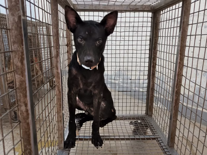 Black adult male mixed-breed dog, Large, shelter no. …5005