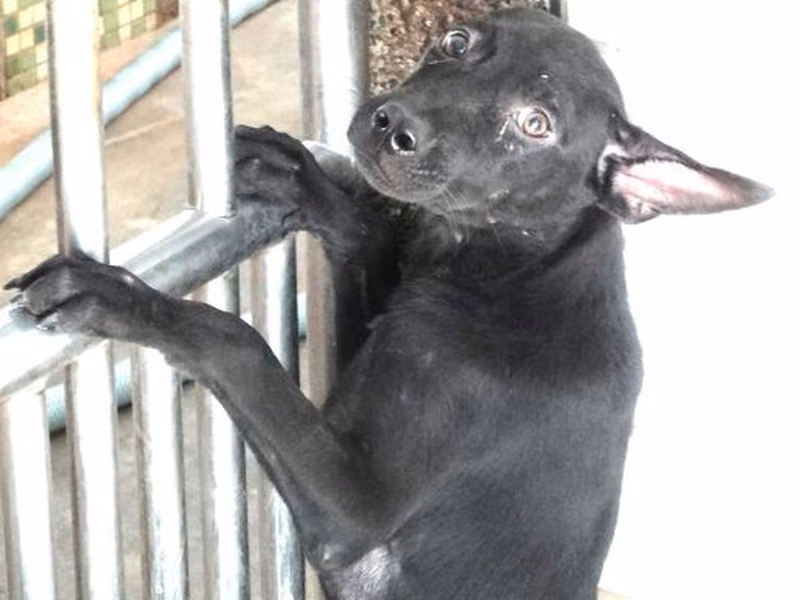 Black young female mixed-breed dog, Medium, shelter no. …1751