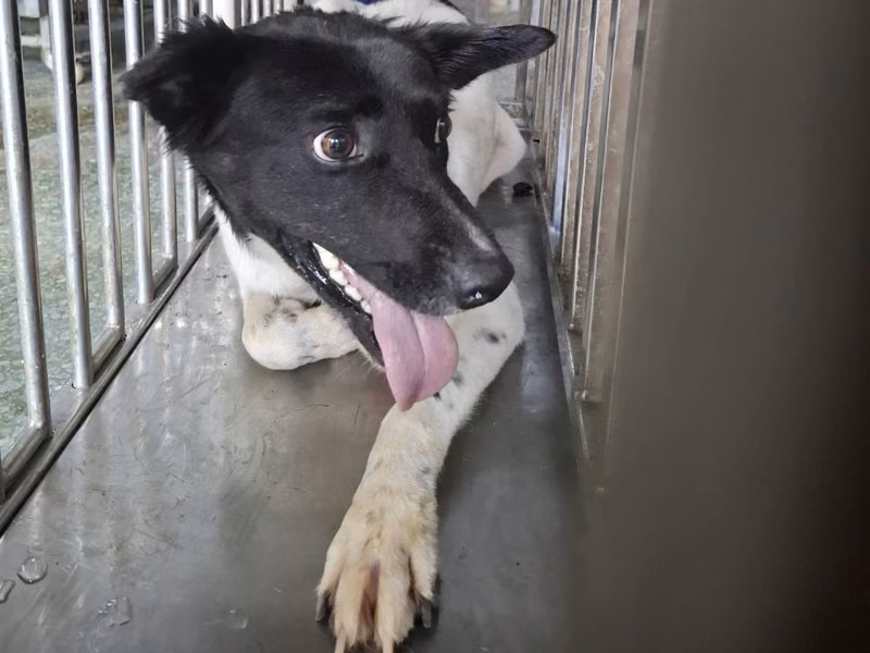 Black-and-white adult male mixed-breed dog, Medium, shelter no. …8-03