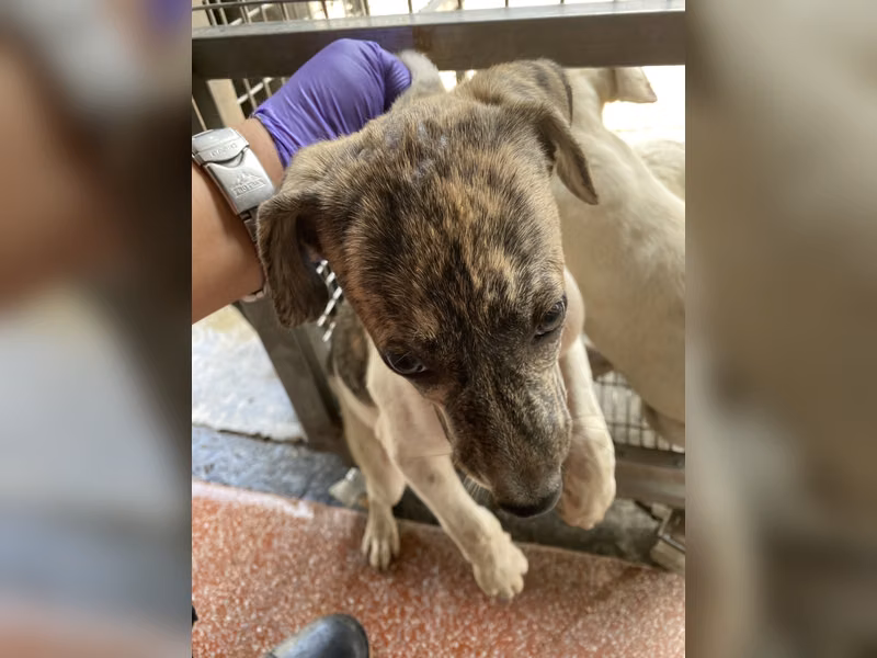 Adult female mixed-breed dog, Medium, shelter no. …2-07
