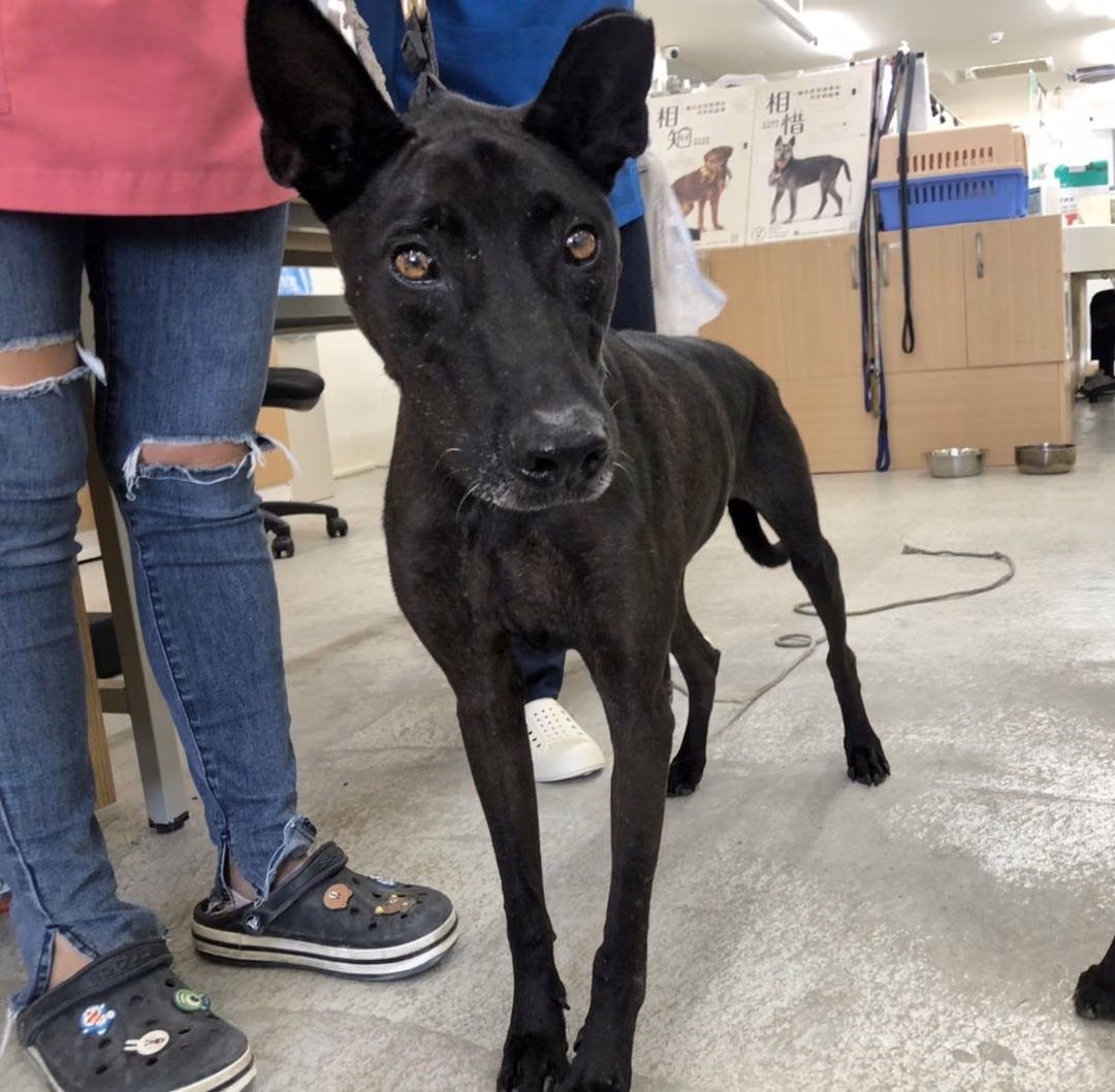 Black adult male mixed-breed dog, Medium, shelter no. …1004