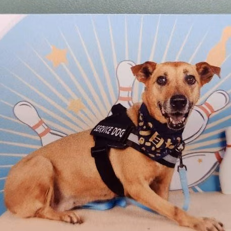 Tan adult female mixed-breed dog, Medium, shelter no. …0001