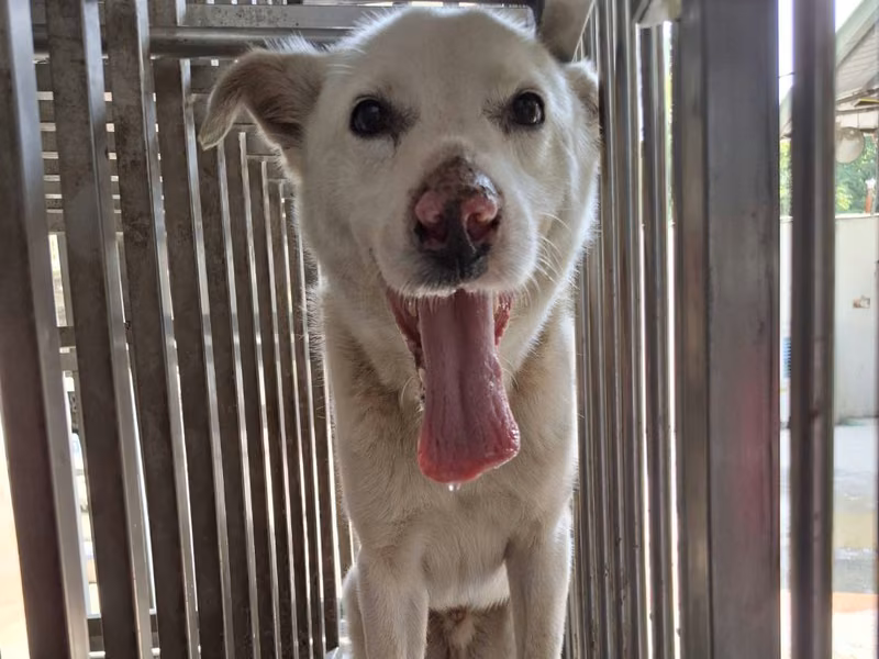 White adult male mixed-breed dog, Medium, shelter no. …2-04