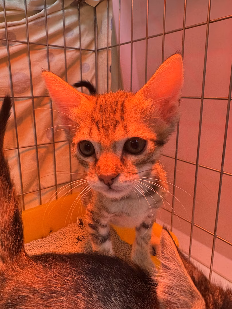 Tabby young male mixed-breed cat, Small, shelter no. …6001