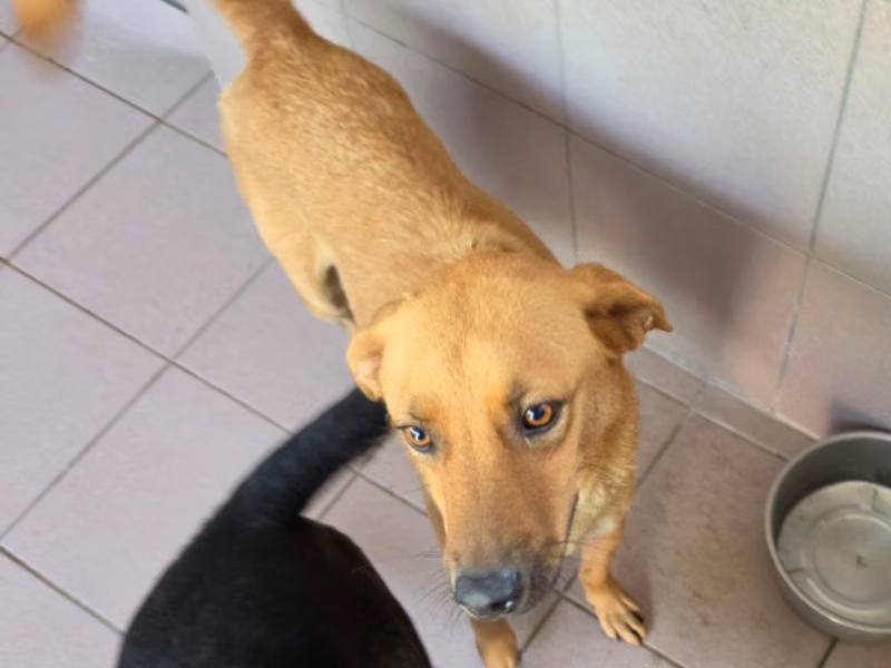 ミックス犬（オス・成犬・茶）、中型, 施設番号 …6-17