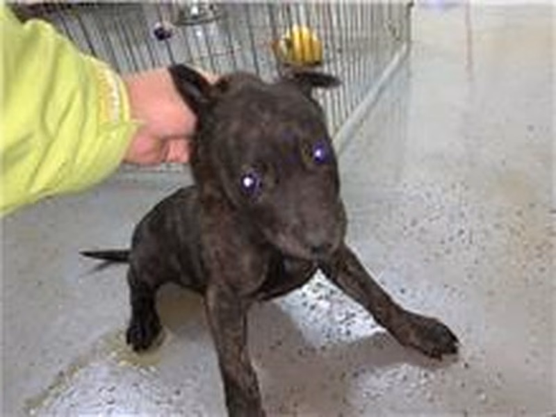 Tabby adult female mixed-breed dog, Medium, shelter no. …8002