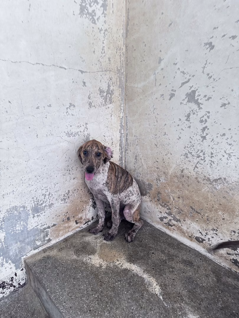 Tan-and-white young female mixed-breed dog, Medium, shelter no. …2038